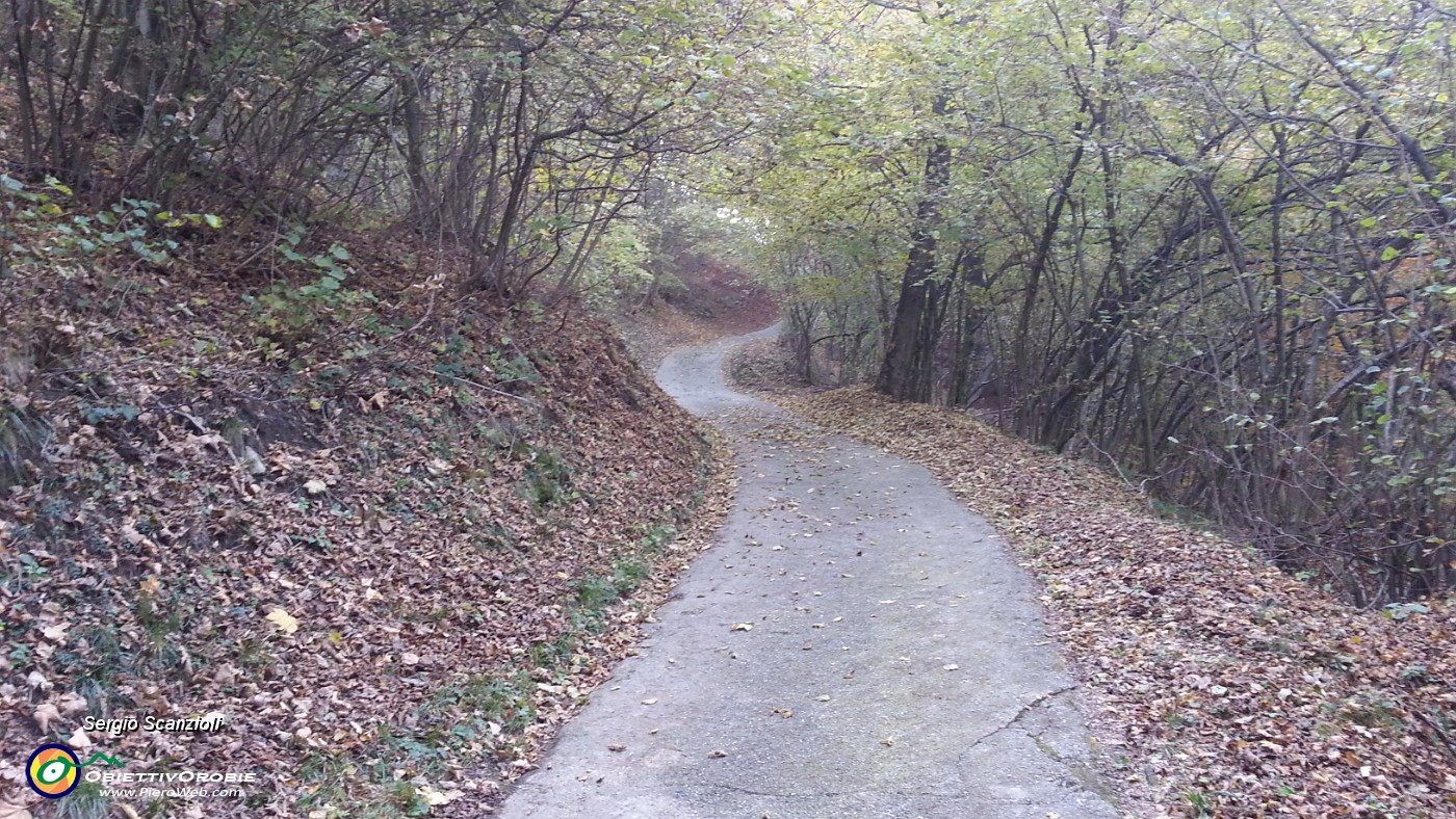05 STRADA NEL BOSCO.jpg